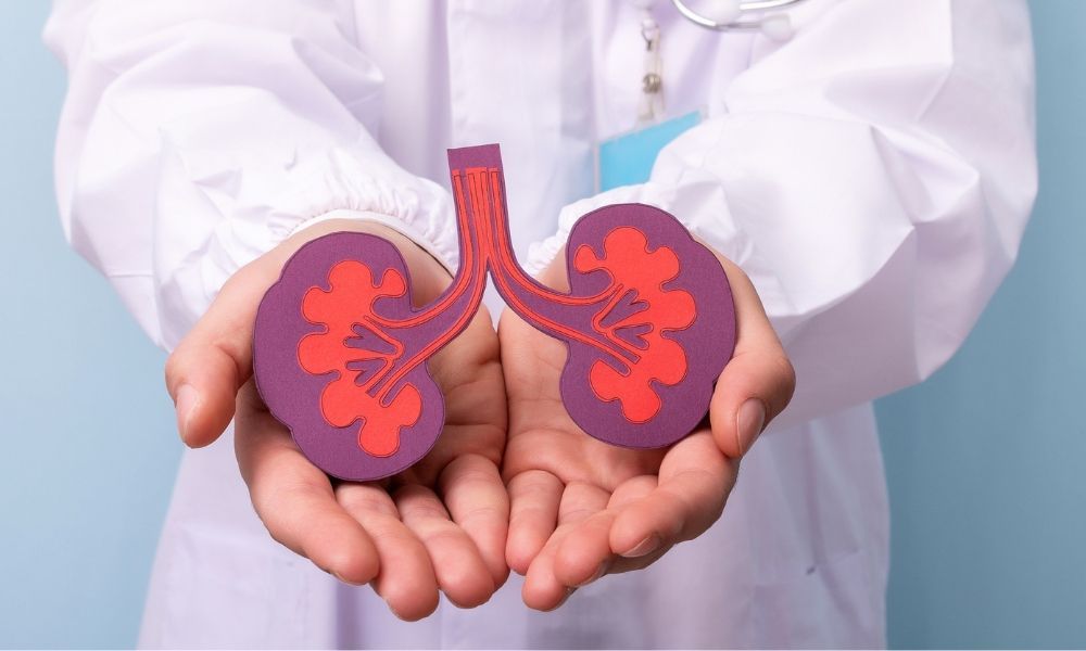 Primer plano de las manos de un doctor con bata blanca sosteniendo un modelo de riñon humano de color lila y rojo